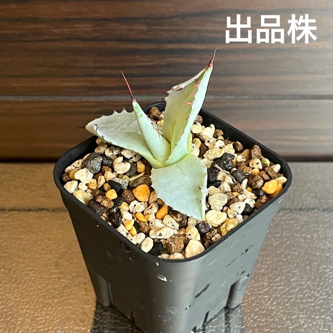 アガベ ハイブリッド 激怒之舞 No.51 コンテスト株 子株　Lize株