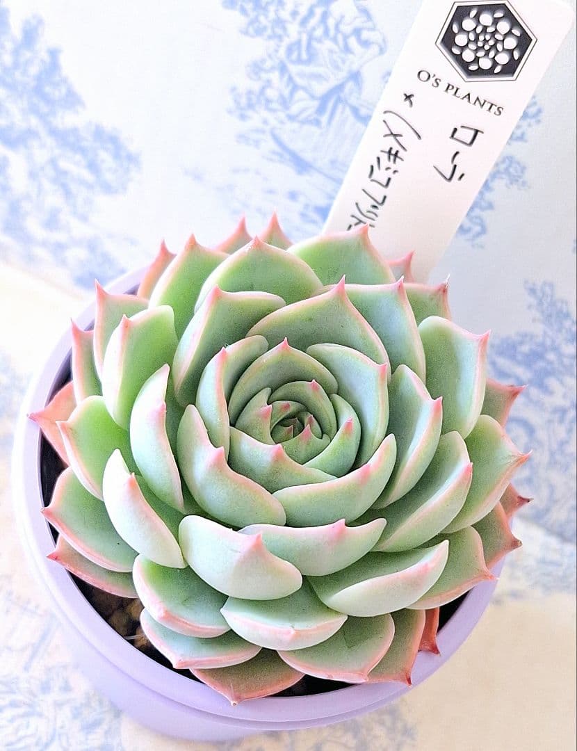 ꕤclara*様 リクエスト 9点 まとめ商品