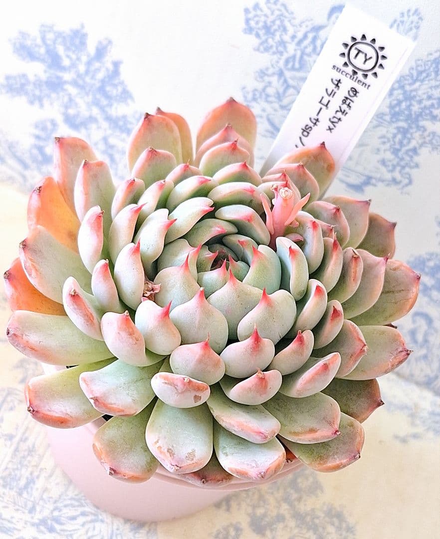 ꕤclara*様 リクエスト 9点 まとめ商品