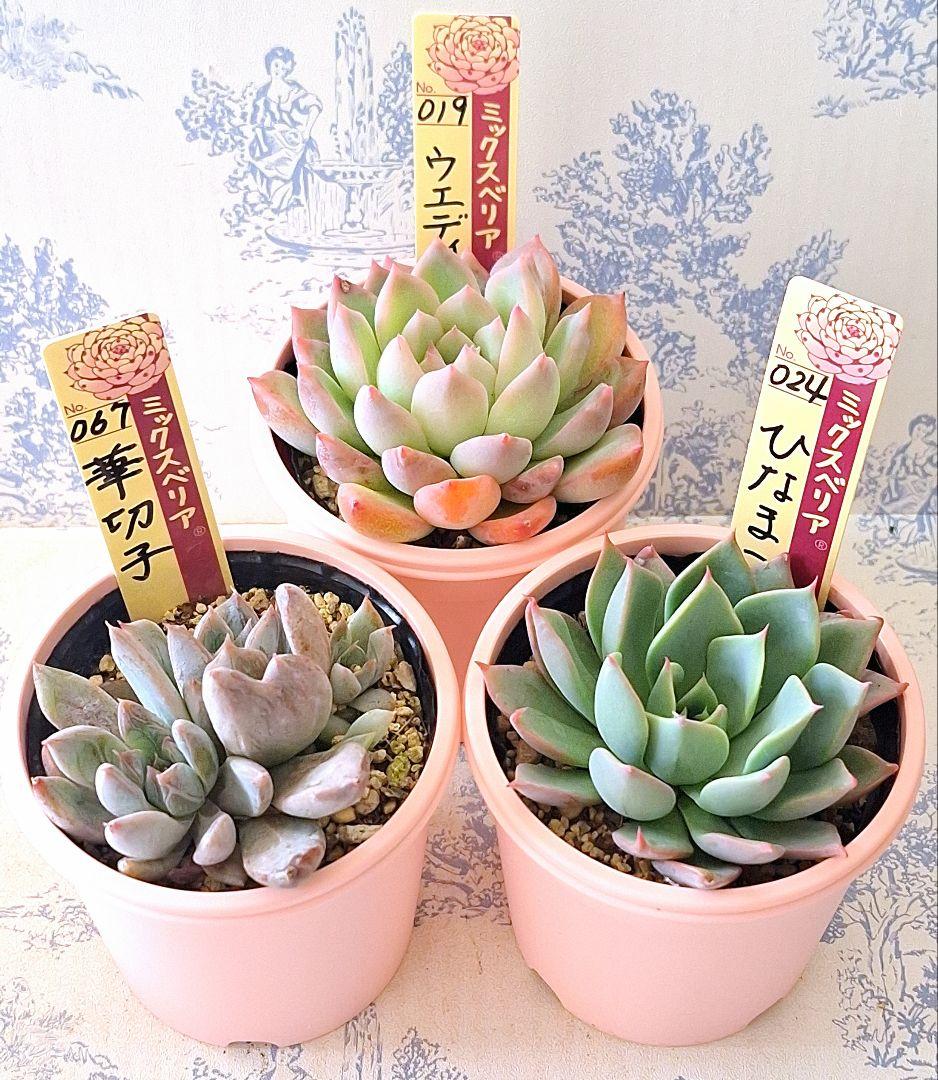 ꕤclara*様 リクエスト 9点 まとめ商品