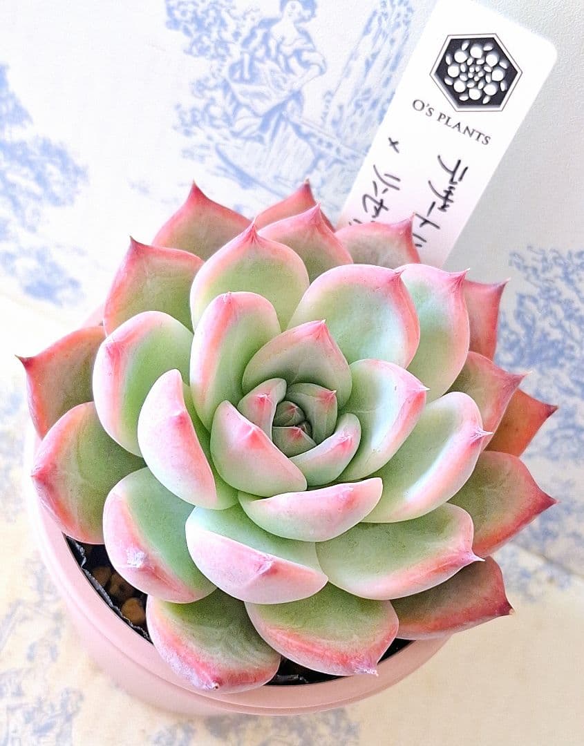 ꕤclara*様 リクエスト 9点 まとめ商品