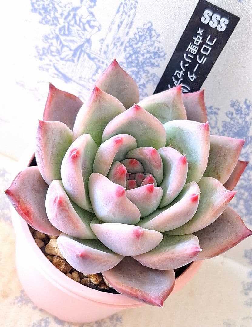 ꕤclara*様 リクエスト 9点 まとめ商品