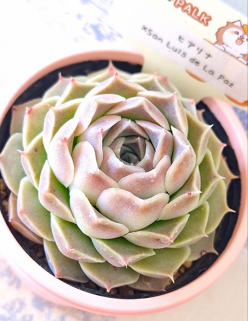 ꕤclara*様 リクエスト 9点 まとめ商品