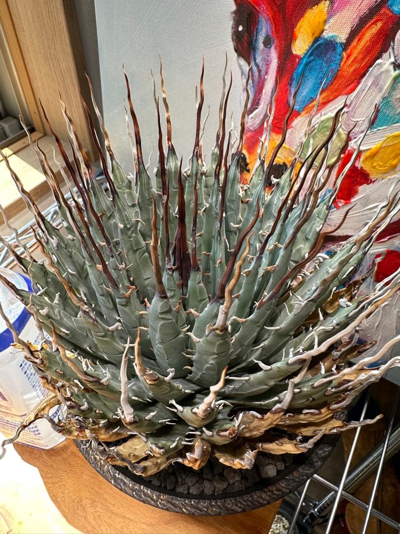 アガベ ユタエンシス エボリスピナ 陽炎 現地球 発根済ボタナイズ✖️GOUJIN