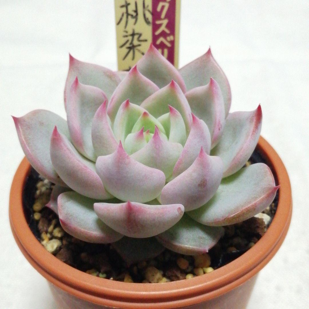 メルカリ便】 桃染華 ミックスベリア 多肉植物 おらいさん苗 - メルカリ