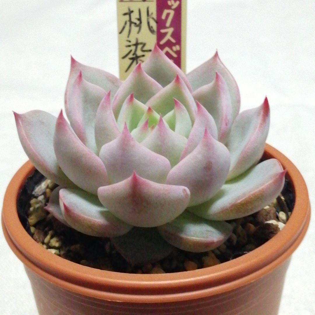 メルカリ便】 桃染華 ミックスベリア 多肉植物 おらいさん苗 - メルカリ