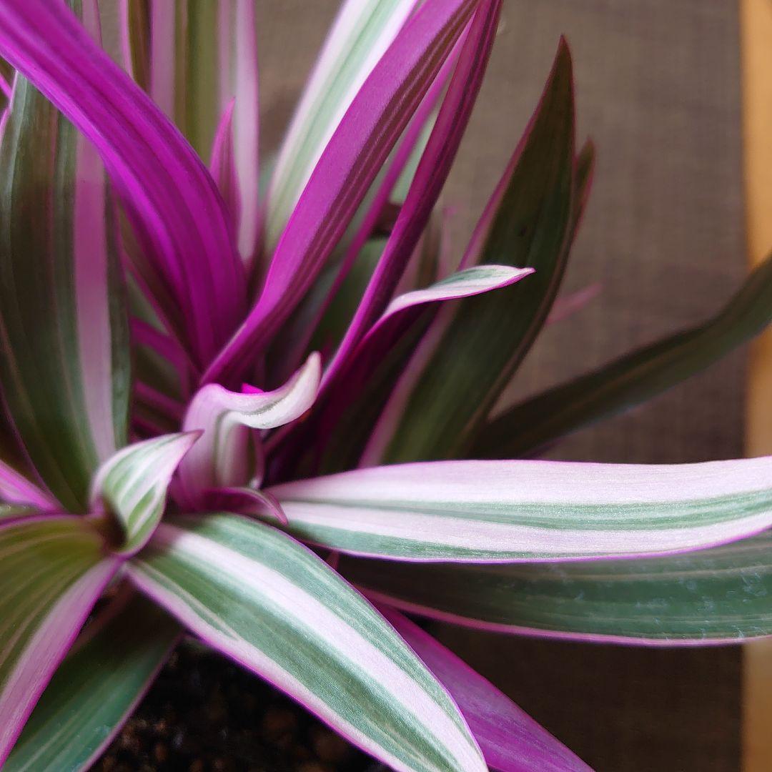 No.1【美株♪ボリュームセット♪】ムラサキオモト オーロラ♥️小株7株