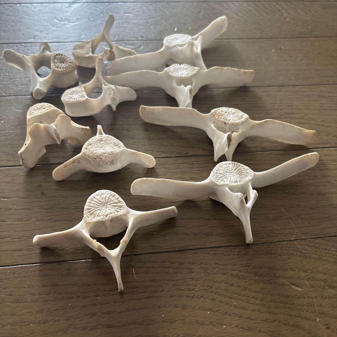 希少】値下げ！イルカ スナメリ10本セット 背骨 椎骨 標本 骨格標本