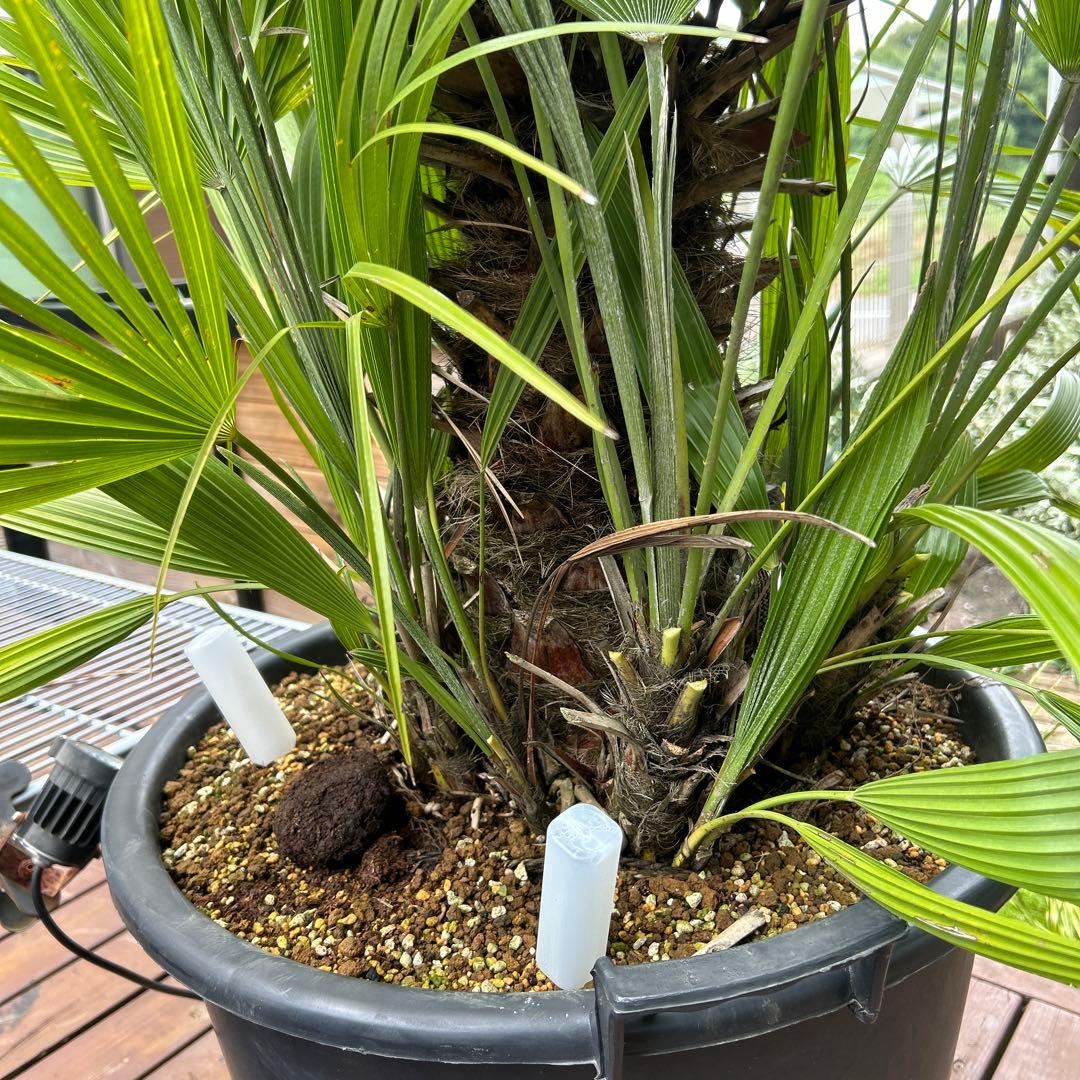 【引き取り限定】チャメロップス　フミリス　幹高60 多頭　関東近辺別途配送あり