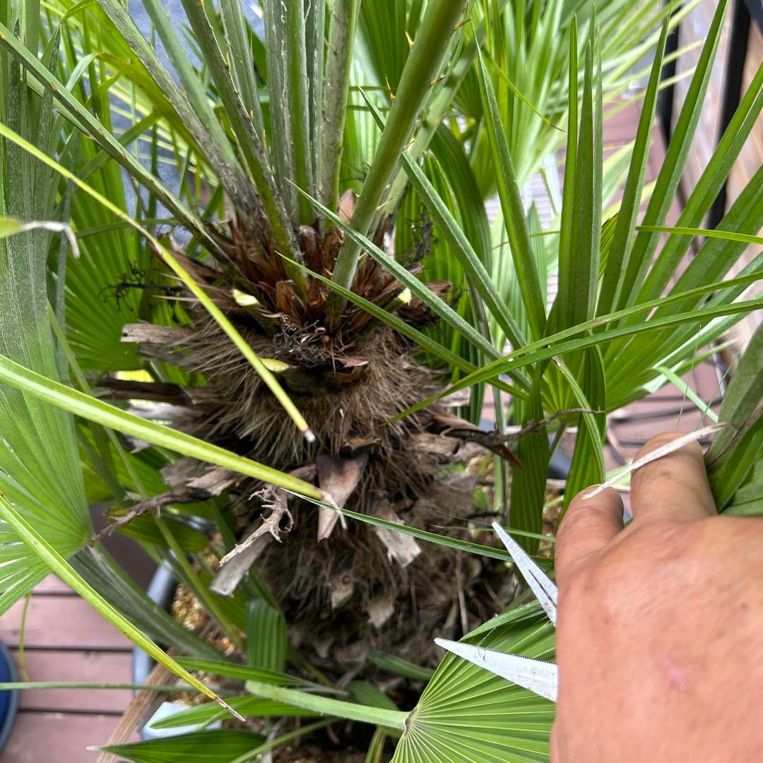 【引き取り限定】チャメロップス　フミリス　幹高60 多頭　関東近辺別途配送あり