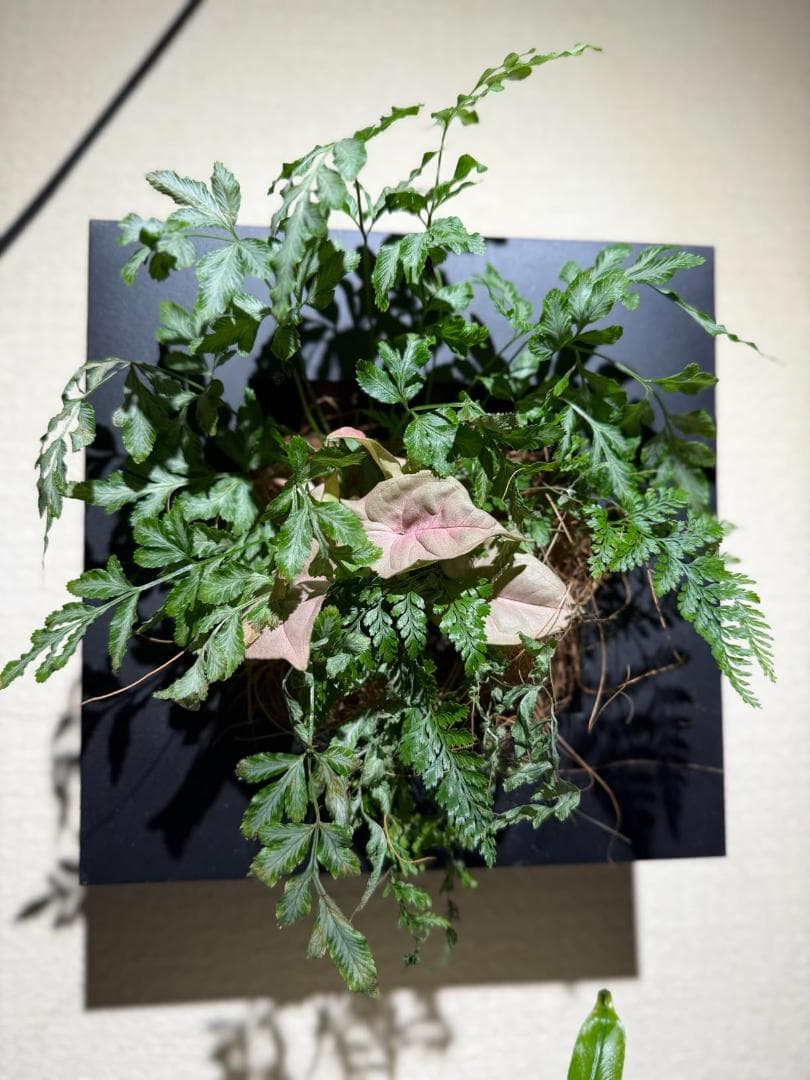 エジソンスマート Alexa対応のミニスポットライト (ダクトレール用/ブラッA