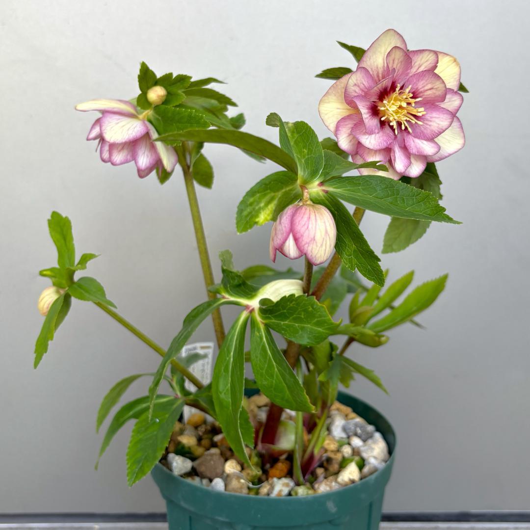 クリスマスローズ♡DDプリマヴェーラピンクゴールド♡加藤農園 - メルカリ