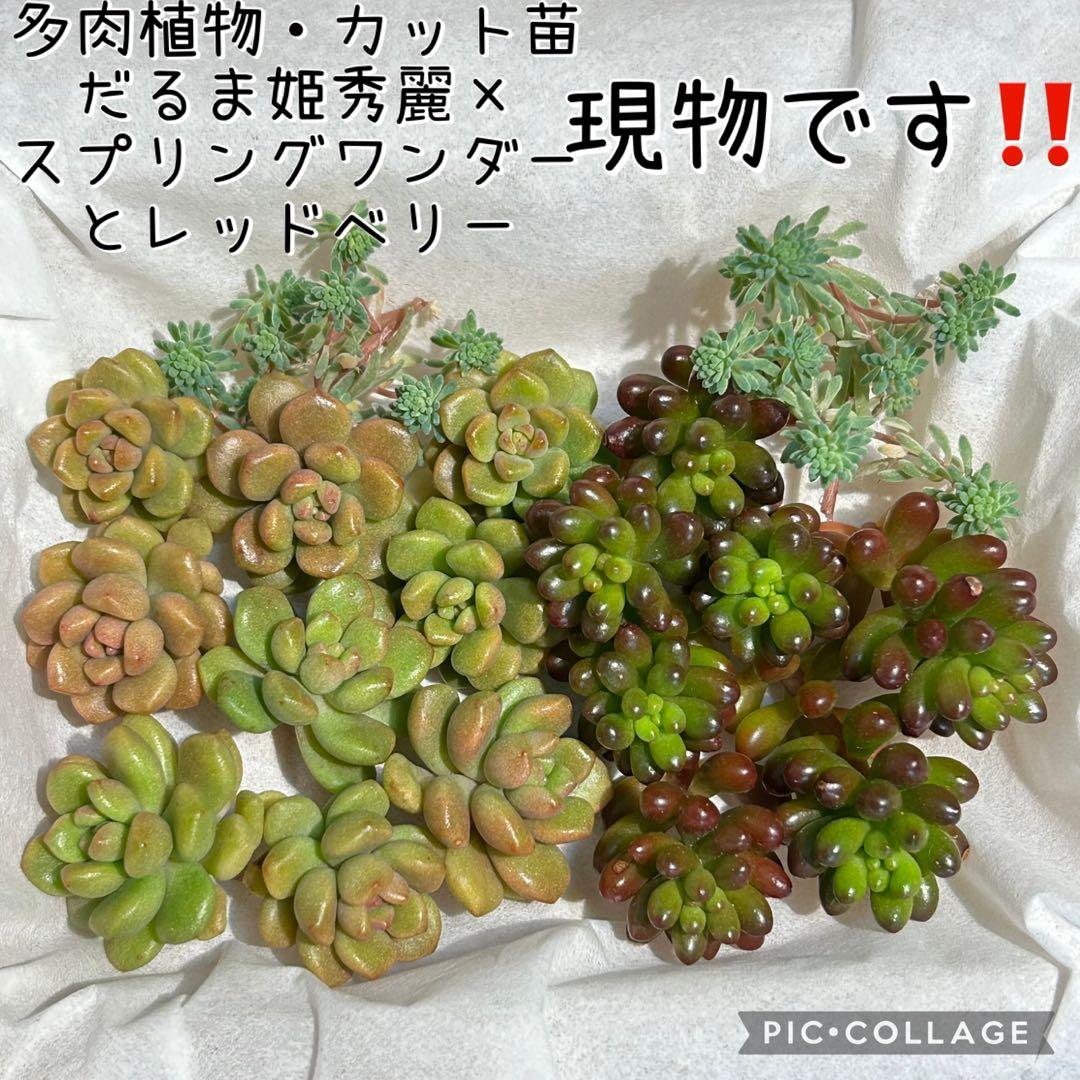 多肉植物 だるま姫秀麗×スプリングワンダーとレッドベリー カット苗