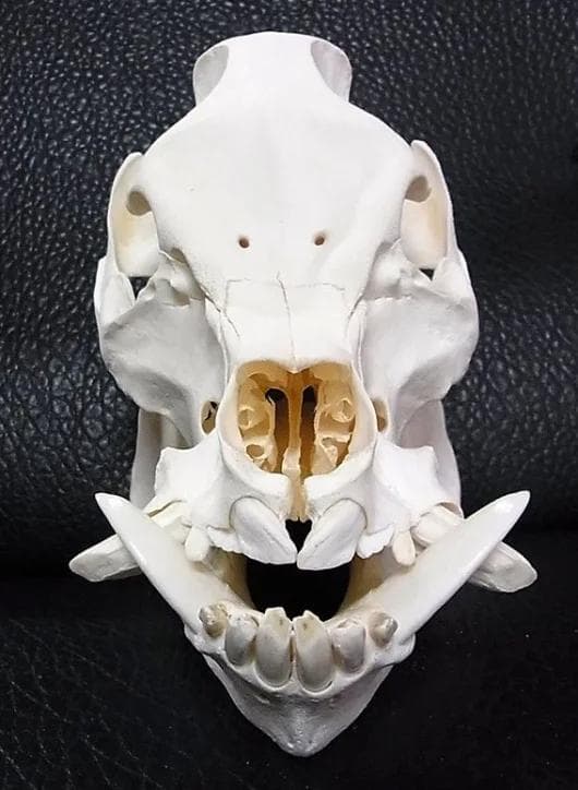 ミニブタ（ポットベリー・ピッグ ）頭骨（大）オス ★ NO.2
