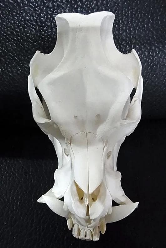 ミニブタ（ポットベリー・ピッグ ）頭骨（大）オス ★ NO.2