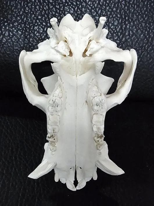 ミニブタ（ポットベリー・ピッグ ）頭骨（大）オス ★ NO.2