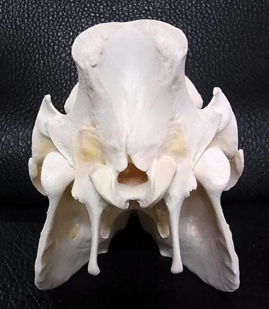 ミニブタ（ポットベリー・ピッグ ）頭骨（大）オス ★ NO.2