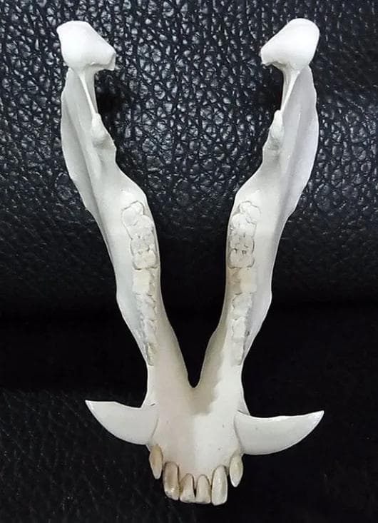 ミニブタ（ポットベリー・ピッグ ）頭骨（大）オス ★ NO.2