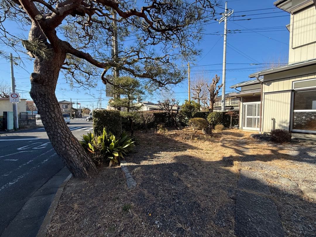 松の木 引取りに来られる方限定