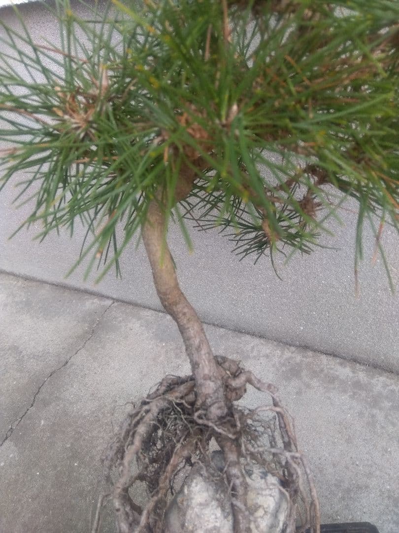 五葉松　錦松　黒松　3株セット❗　は