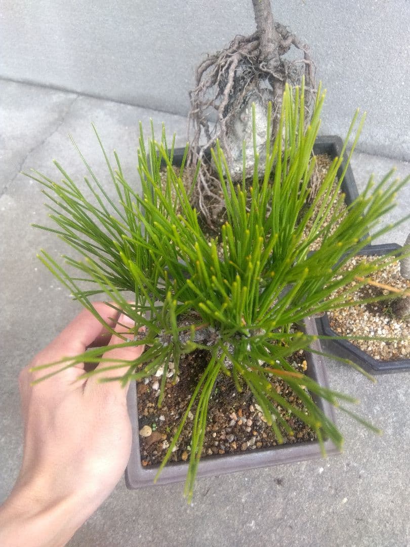 五葉松　錦松　黒松　3株セット❗　は