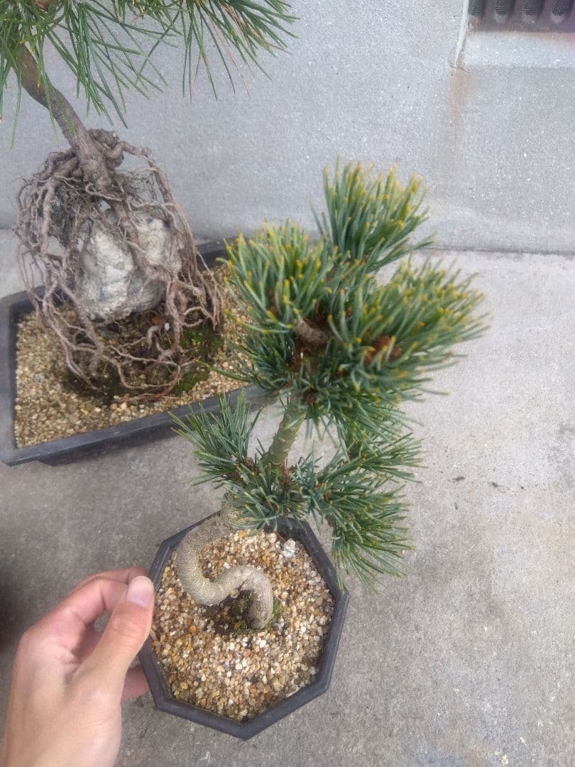 五葉松　錦松　黒松　3株セット❗　は