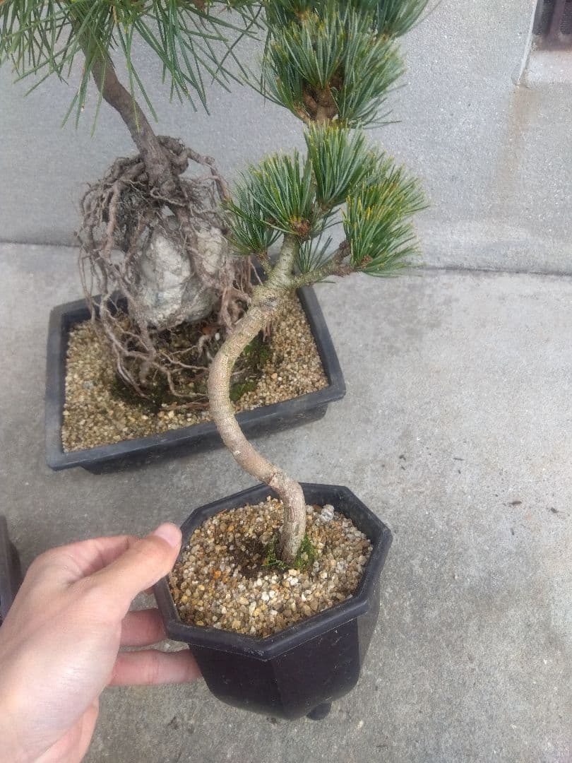 五葉松　錦松　黒松　3株セット❗　は