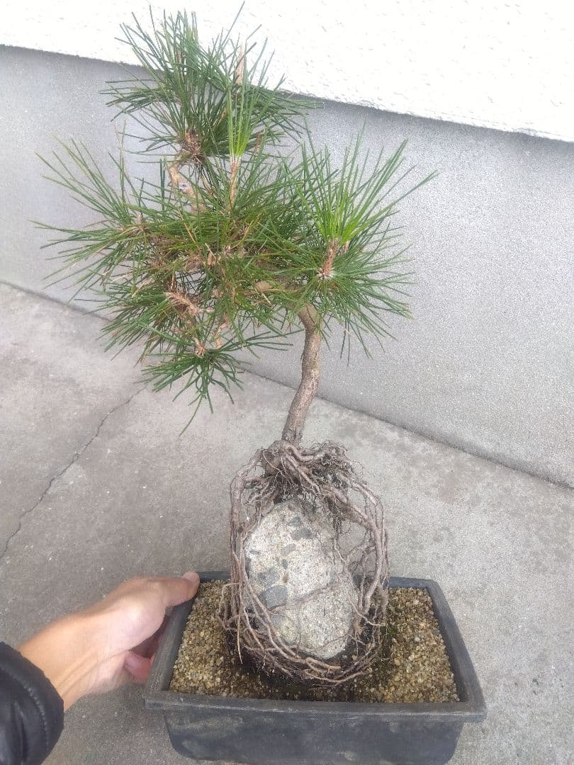 五葉松　錦松　黒松　3株セット❗　は