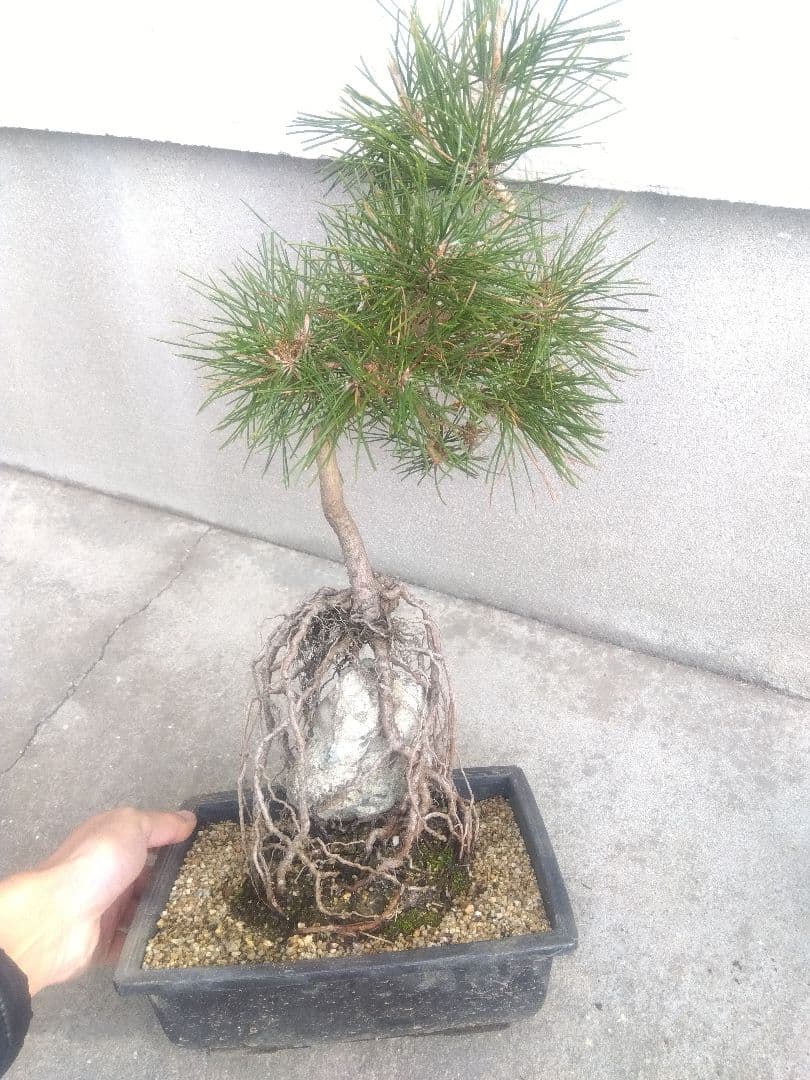 五葉松　錦松　黒松　3株セット❗　は