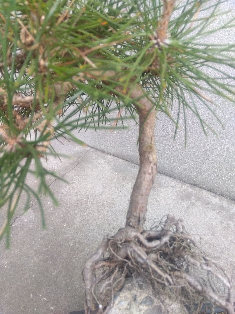 五葉松　錦松　黒松　3株セット❗　は