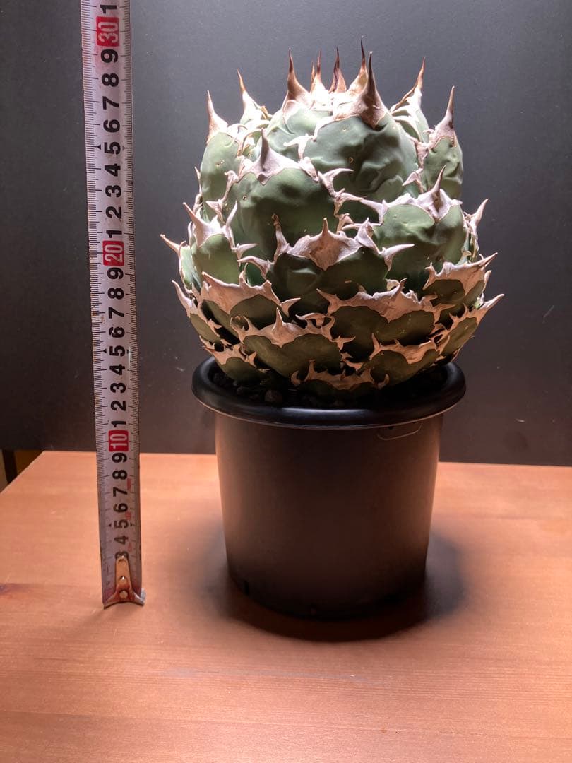 アガベ　チタノタ　ボールタイプ【特大株】 発根済み　子株あり②