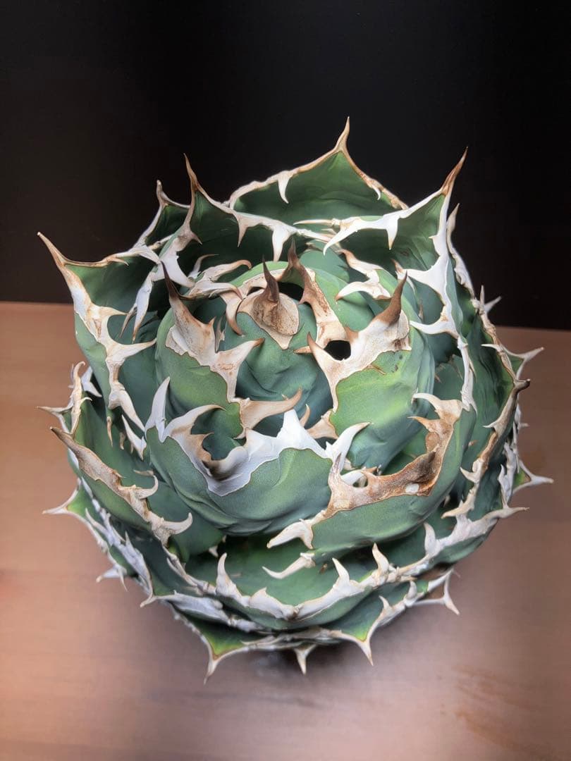 アガベ　チタノタ　ボールタイプ【特大株】 発根済み　子株あり②