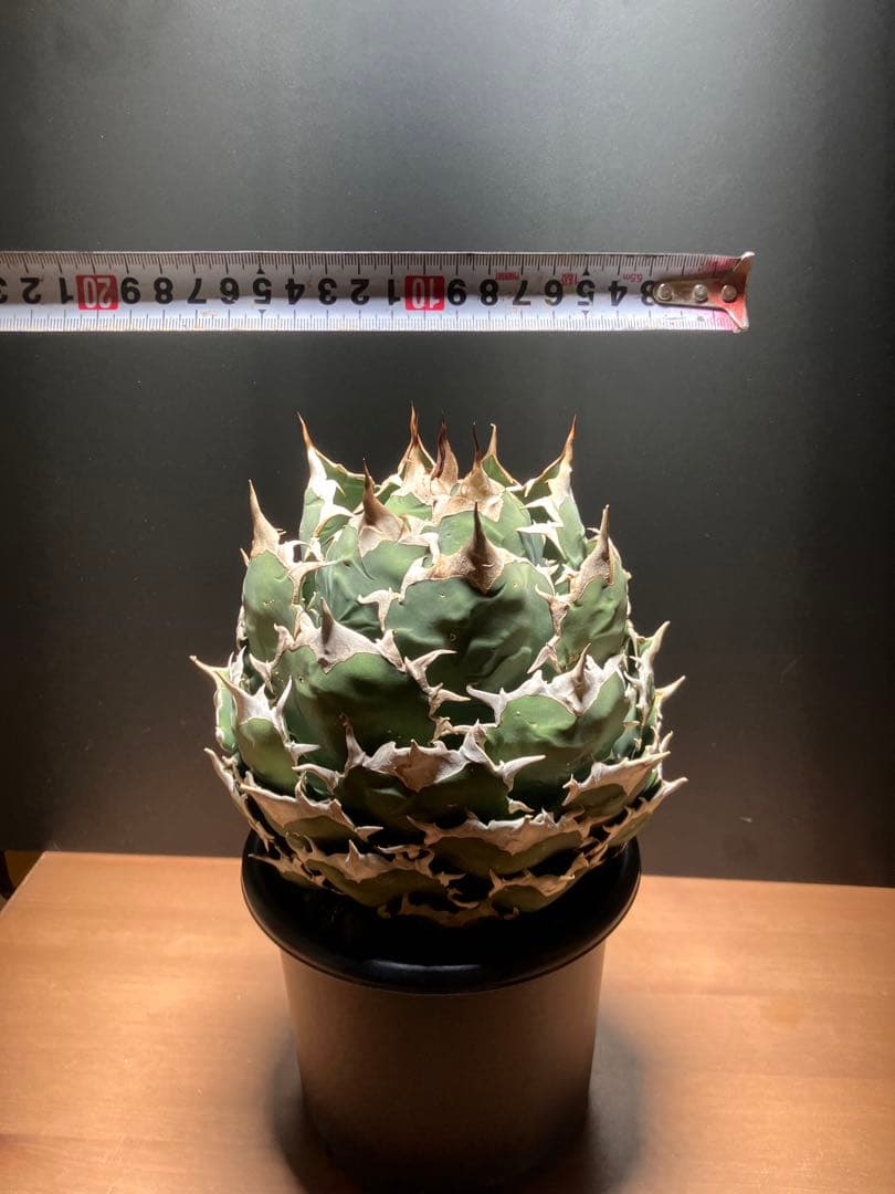 アガベ　チタノタ　ボールタイプ【特大株】 発根済み　子株あり②