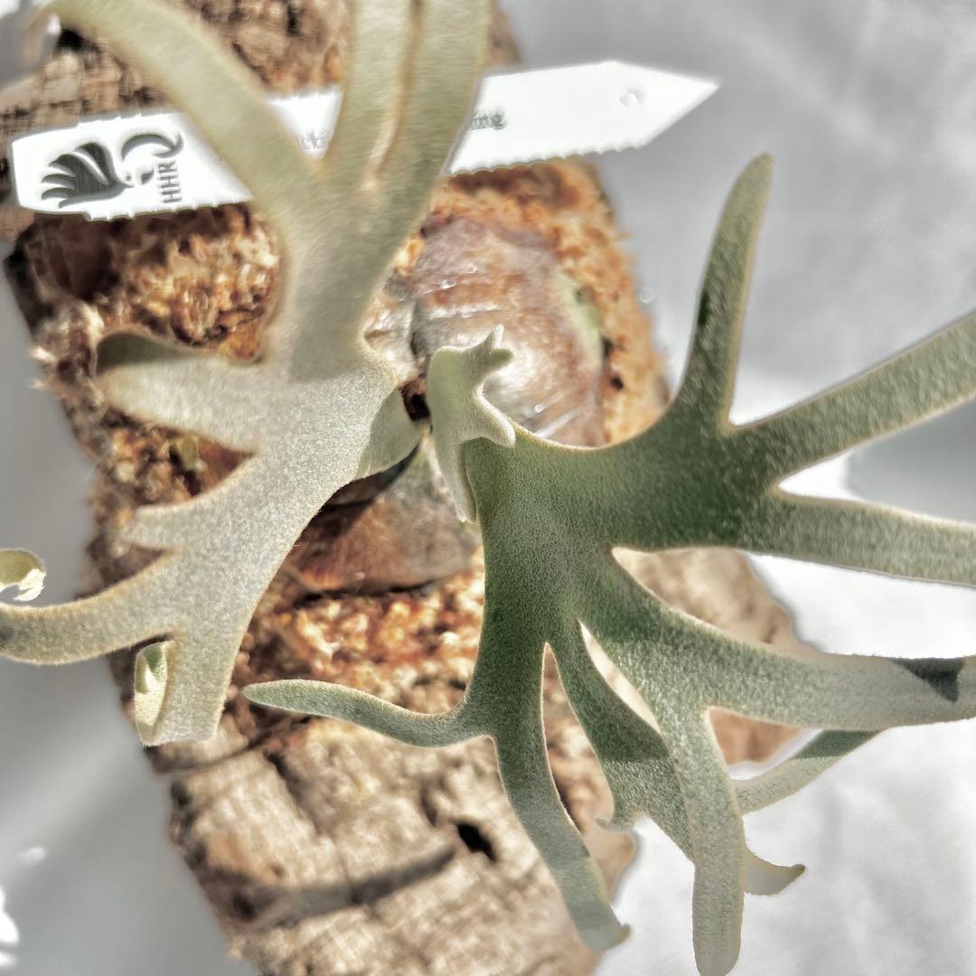 P.Yellow Moon Dwarf Totoro' （spore）【98】 - メルカリ