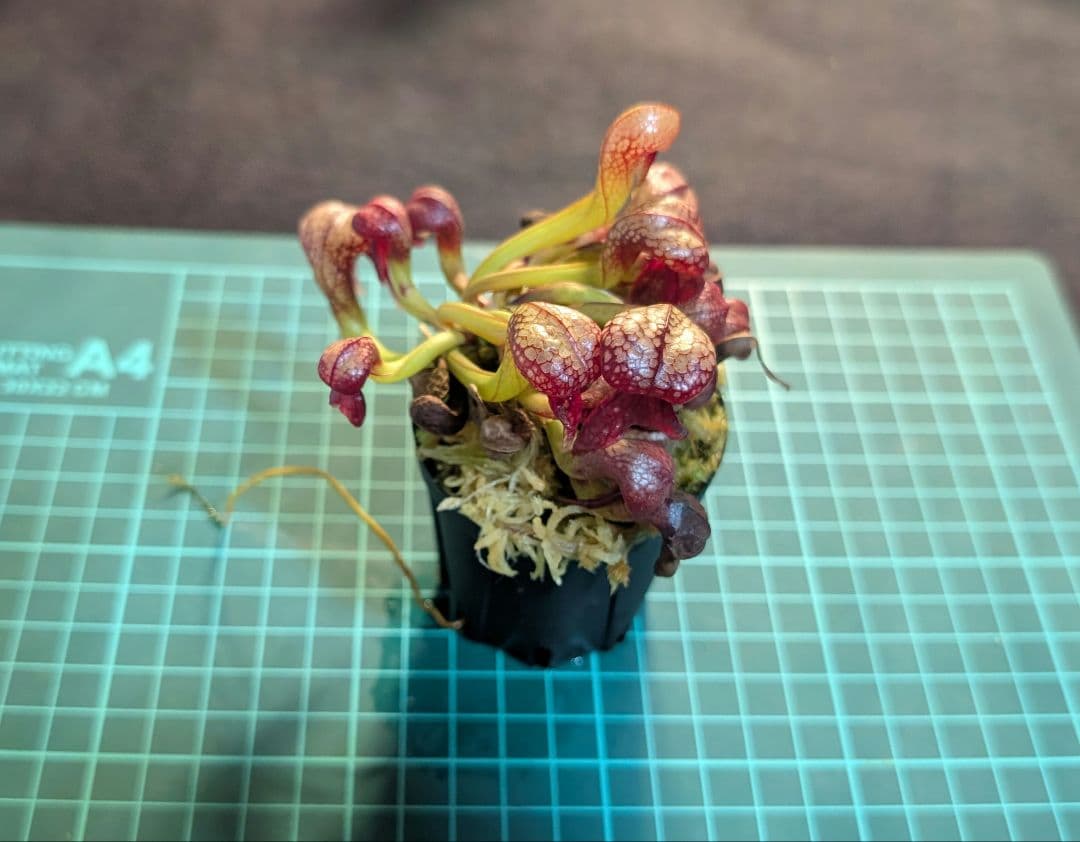 食虫植物 ダーリングトニア・カリフォルニカ 【速達】 - メルカリ