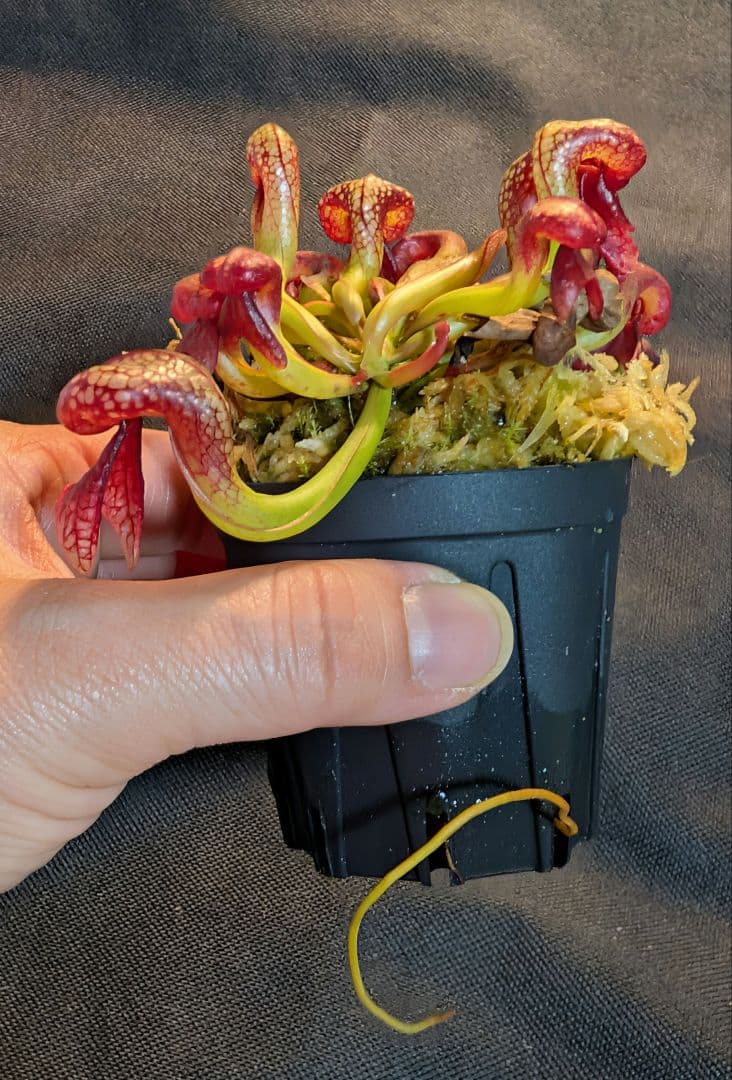 食虫植物 ダーリングトニア・カリフォルニカ 【速達】 - メルカリ