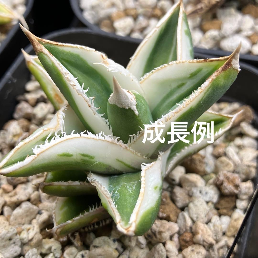 速達【鉢ごと発送】希少 活着間近 安定株 アガべ 豆豆龍錦 覆輪斑 TC