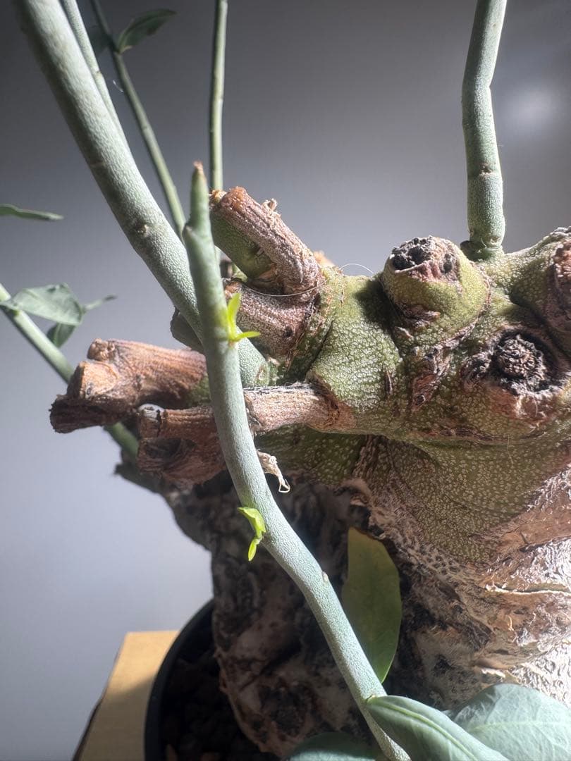 アデニア　ペチュエリー　現地球　発根済　塊根植物　コーデックス