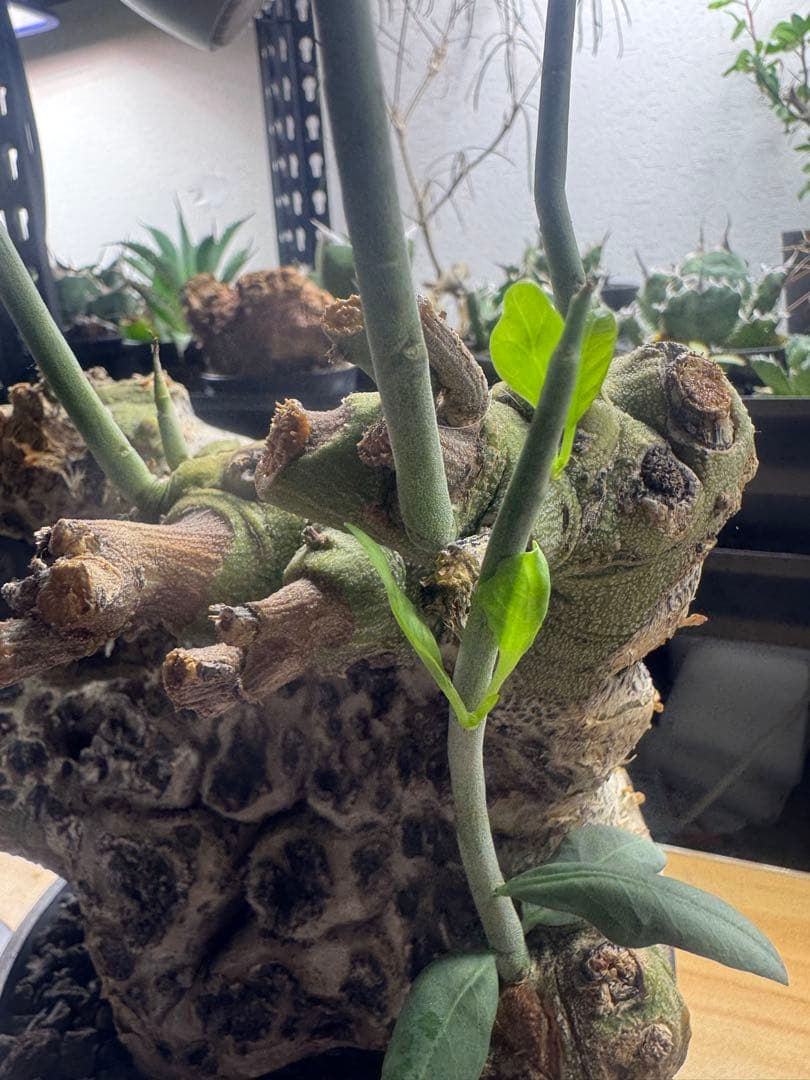 アデニア　ペチュエリー　現地球　発根済　塊根植物　コーデックス