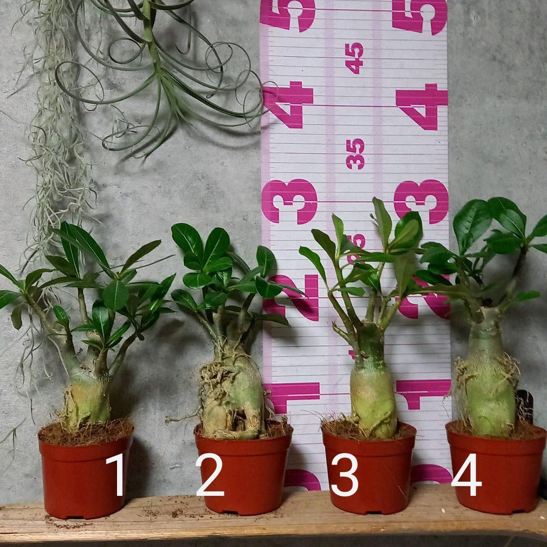 みっちゃん様　確認用