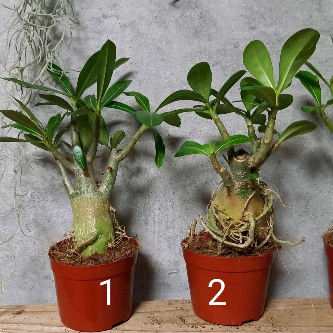 みっちゃん様　確認用