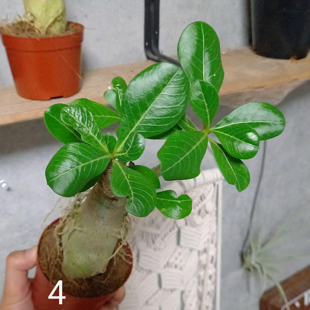 みっちゃん様　確認用