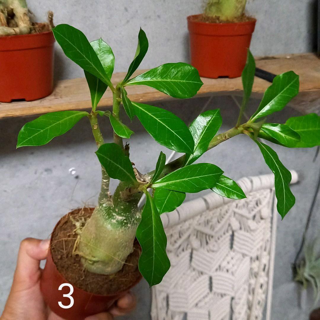 みっちゃん様　確認用