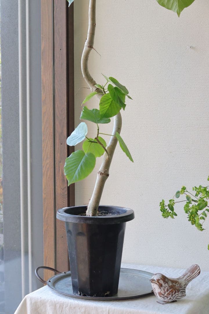 大人気グリーン❤︎フィカス【ウンベラータ】