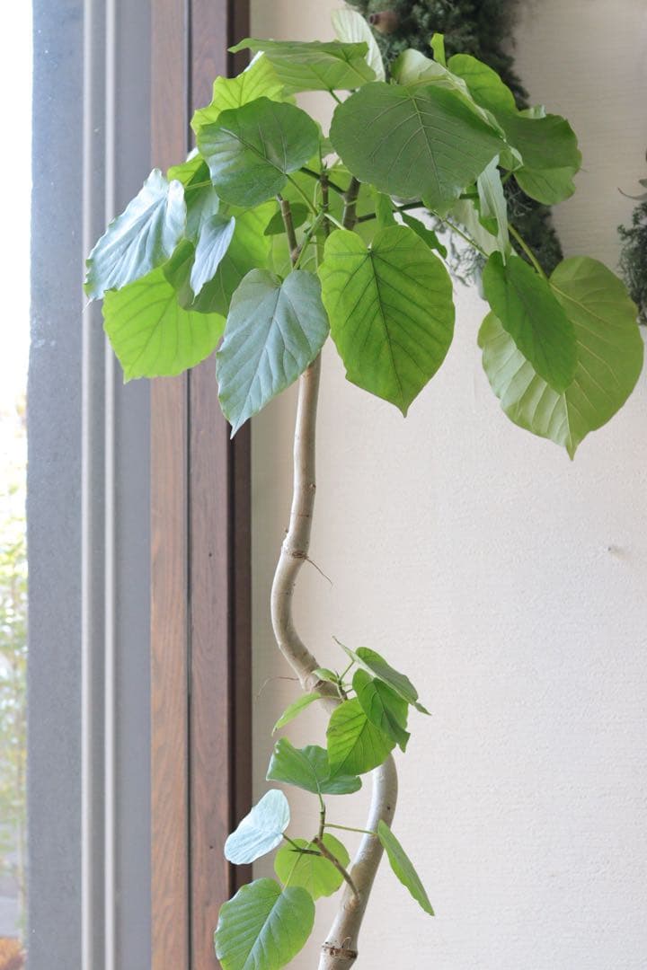 大人気グリーン❤︎フィカス【ウンベラータ】