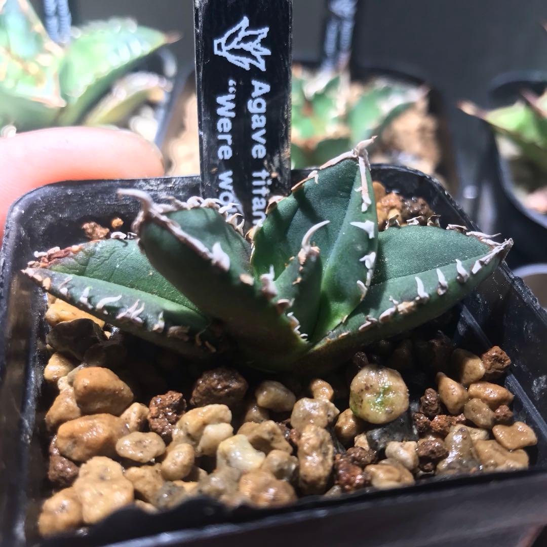 アガベ チタノタ 狼人 浪人 - メルカリ