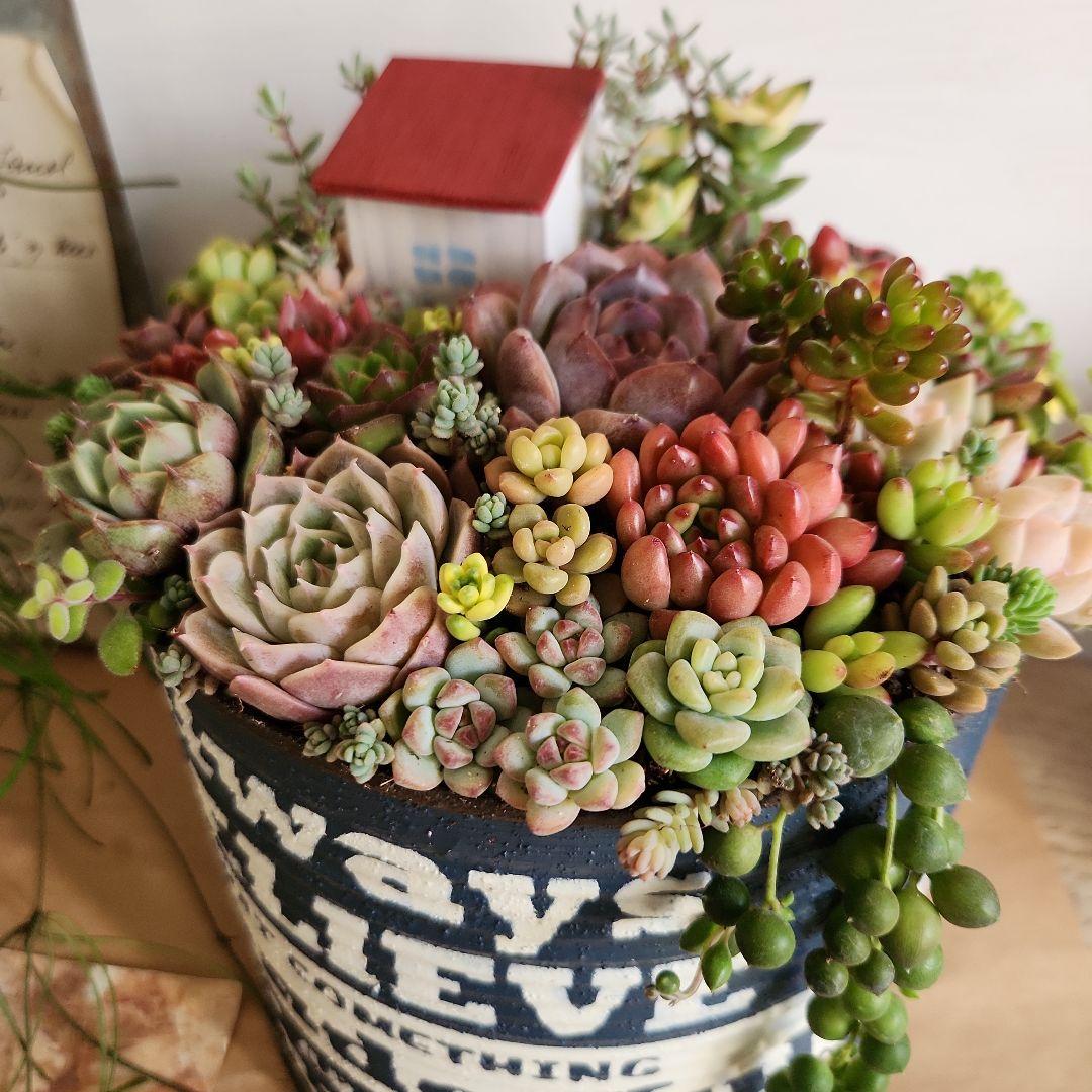 多肉植物寄せ植え そのまま飾れる かっこいいリメイク缶♡ - メルカリ