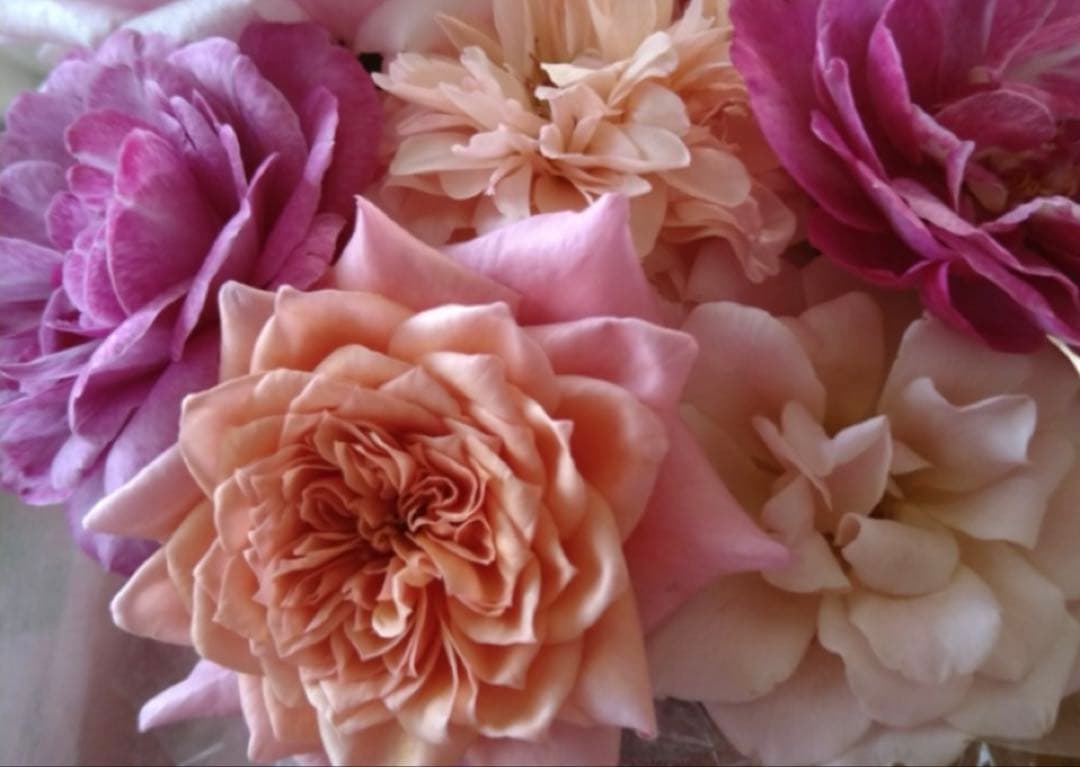 バラ苗 fuzz sounds様専用出品 - メルカリ