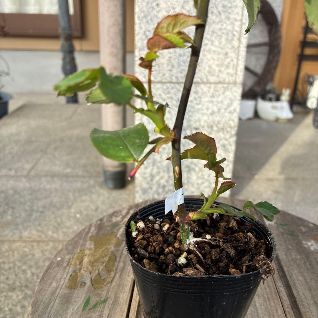 バラ苗 fuzz sounds様専用出品 - メルカリ