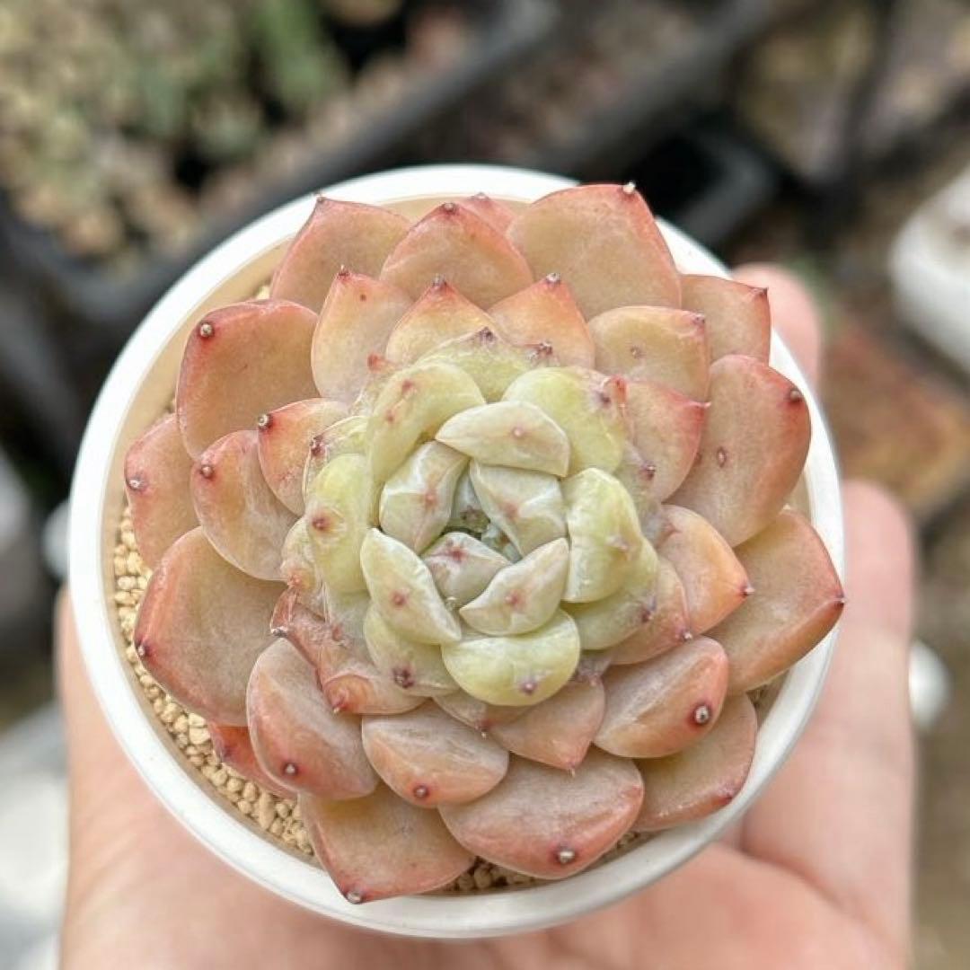 No.544 ❁アイススピリッツ❁ 苗 多肉植物 寄せ植え